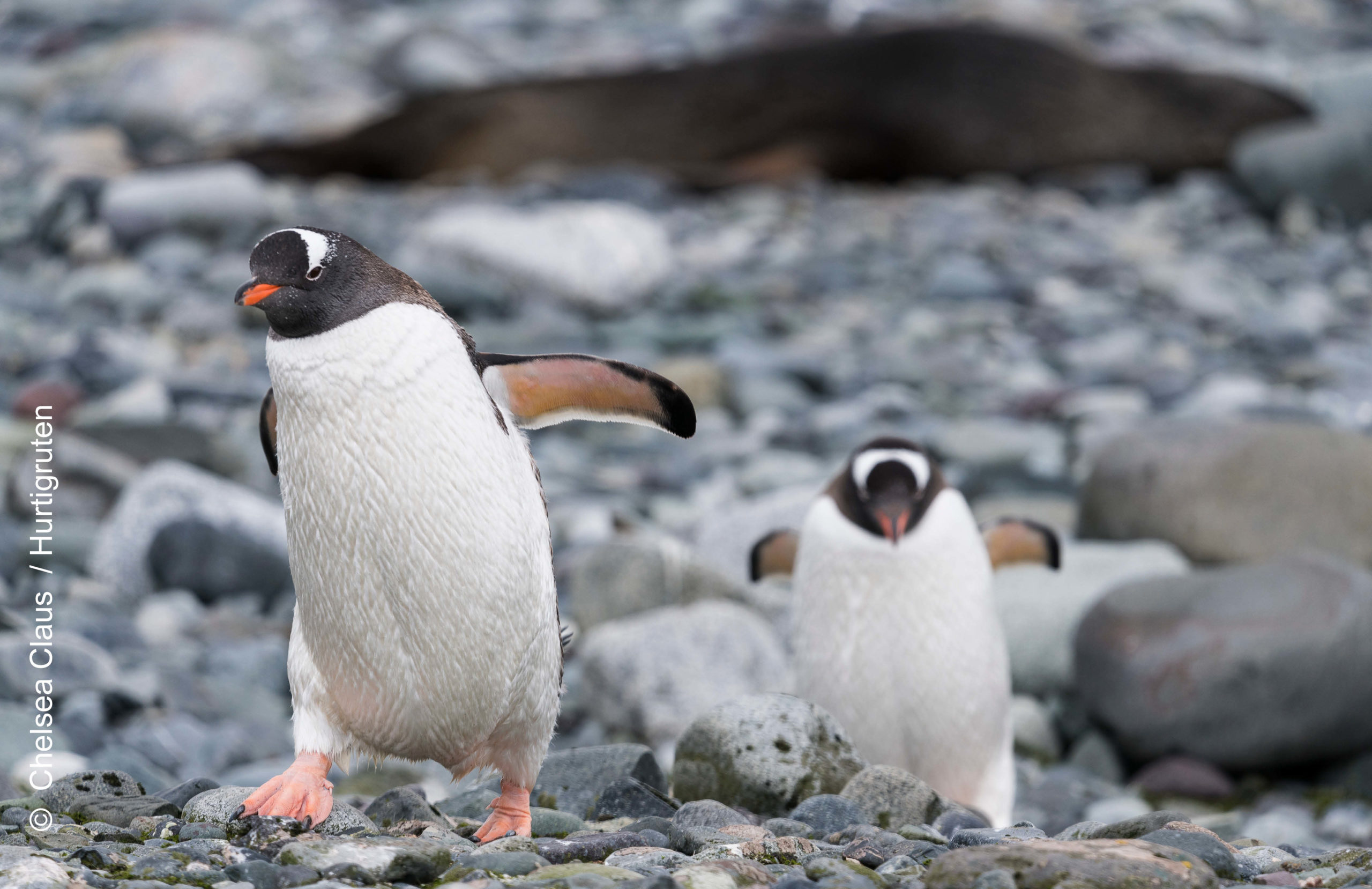 Hurtigruten Antarktis Pinguine
